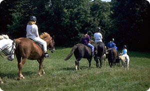 Pony Trekking in Nepal